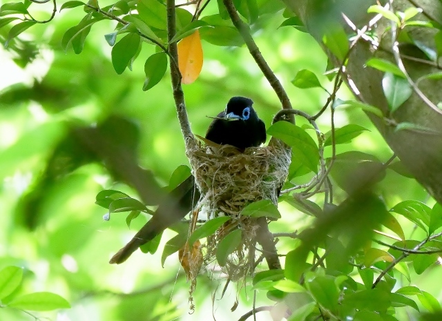3サンコウチョウ (640x465)