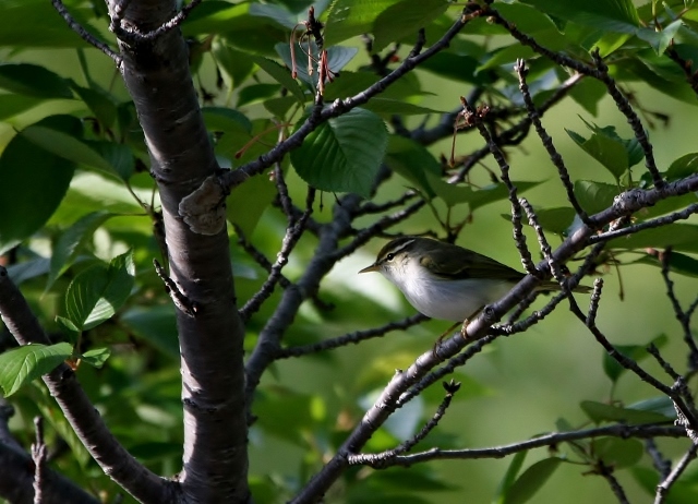 4センダイムシクイ (640x462)