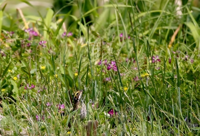 5キマユホオジロ (640x437)