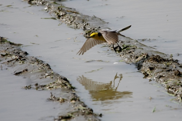 6キガシラセキレイ (640x426)