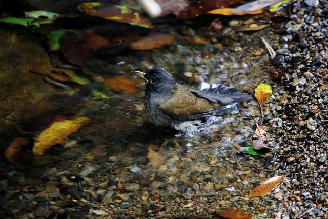 7シロハラ2 (640x427)