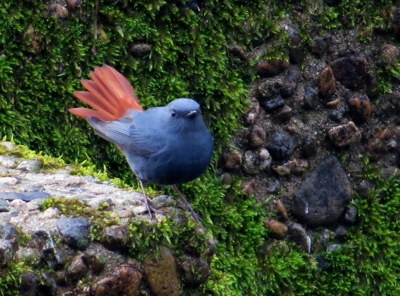 1カワビタキ2 (800x592)