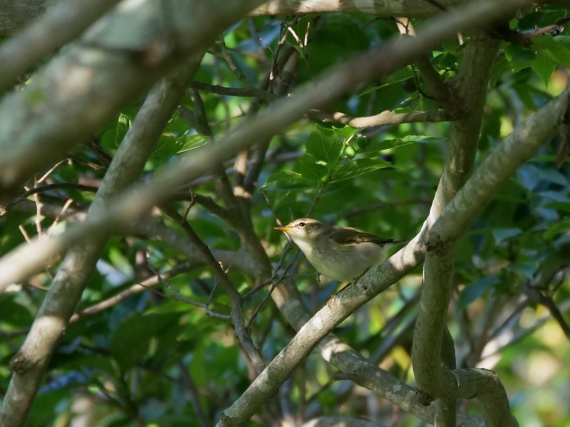 2オオムシクイ (800x599)