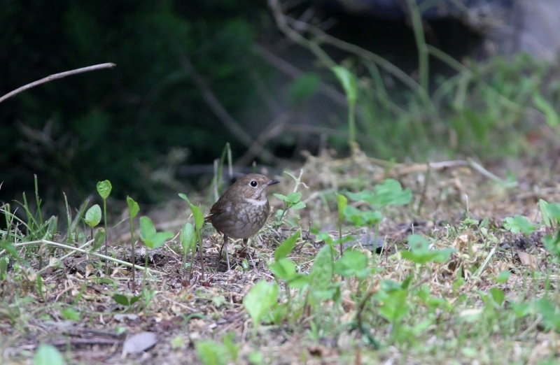 3シマゴマ (800x522)