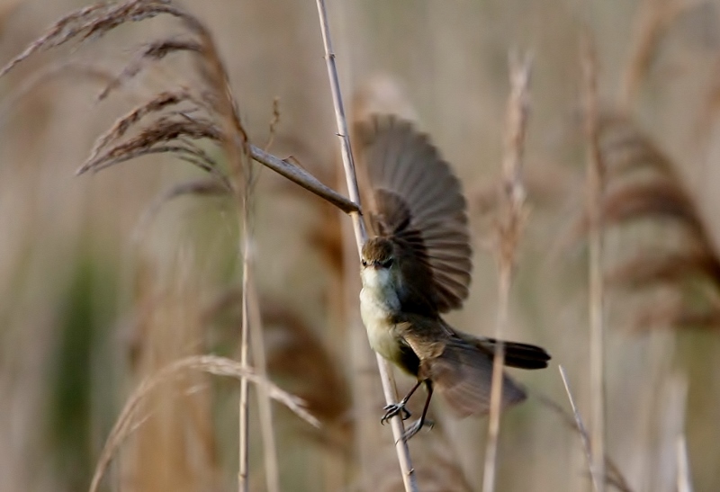 5オオヨシキリ2 (800x547)