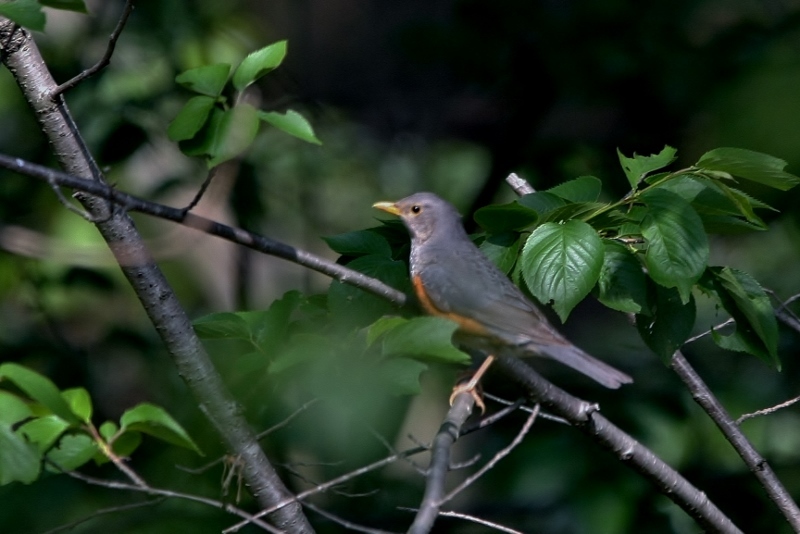 6カラアカハラ (800x534)