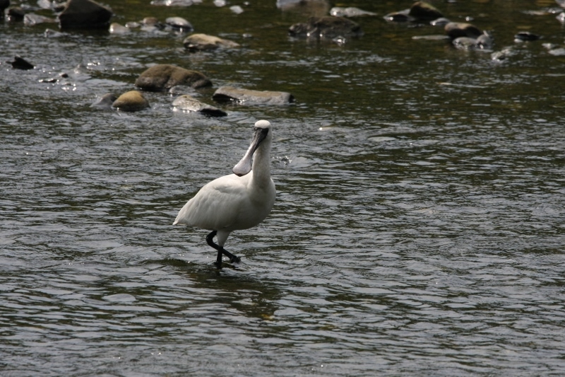 8クロツラヘラサギ (800x533)