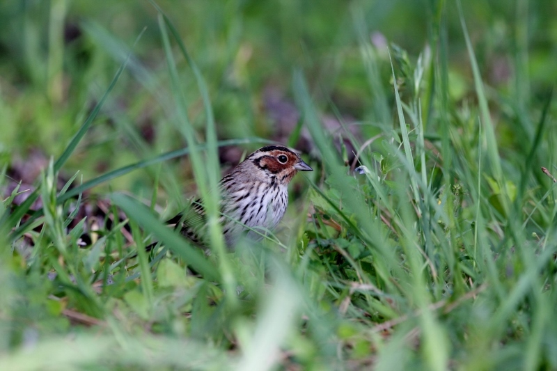 11コホウアカ (800x533)