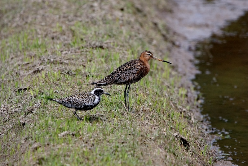 13オグロシギムナグロ (800x534)