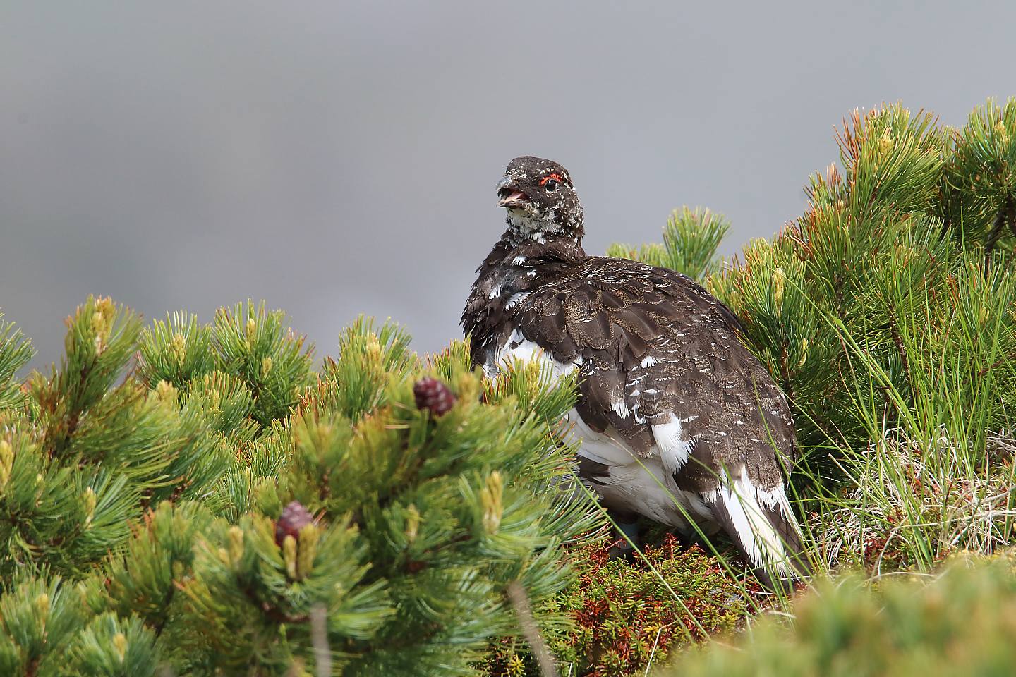 t_ライチョウ20190713_02