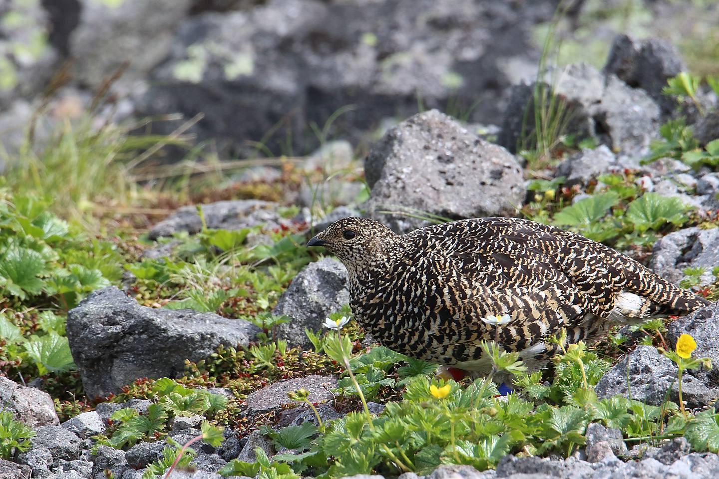 t_ライチョウ20190713_05