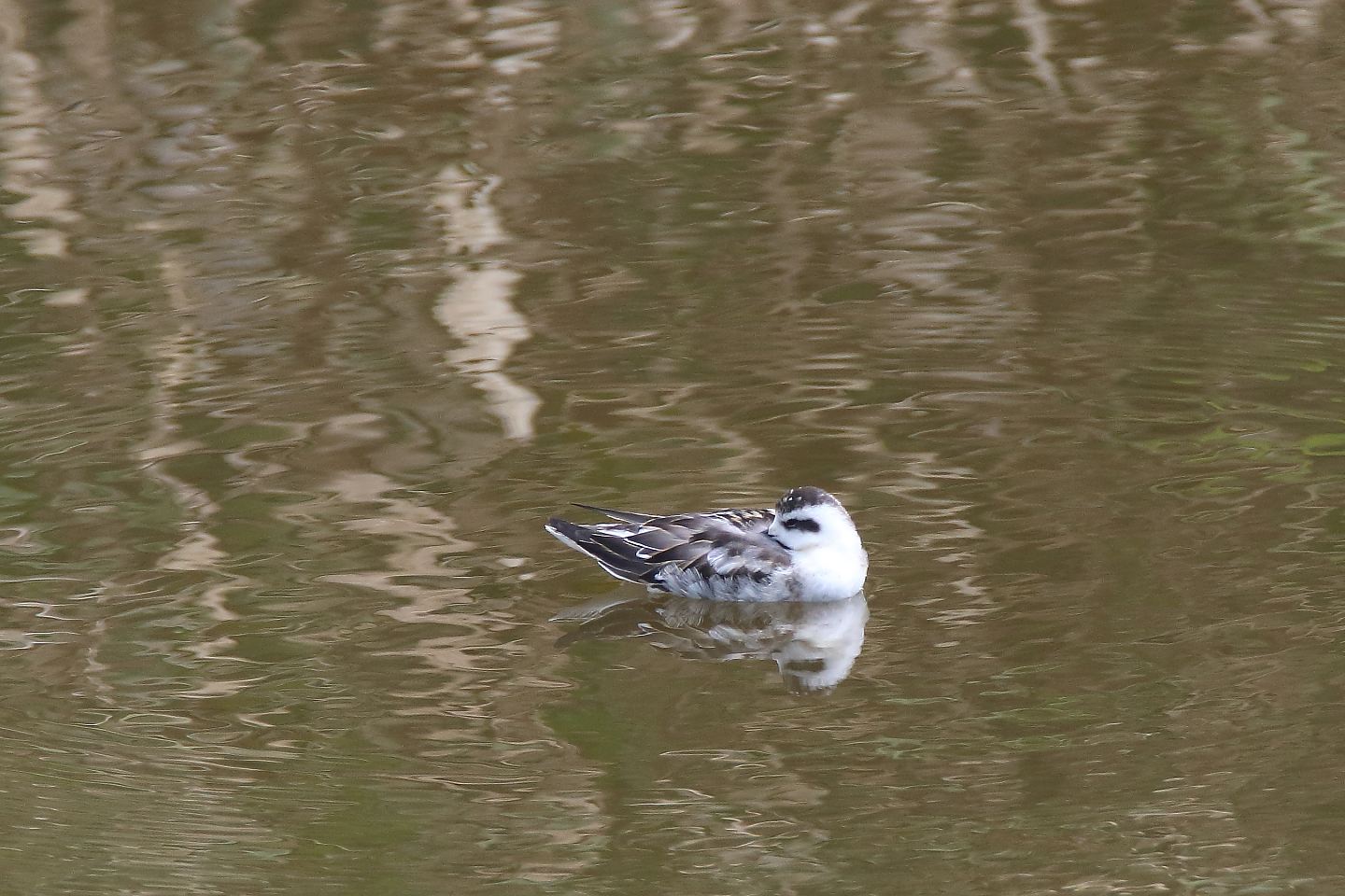 t_アカエリヒレアシシギ20190831_01_2