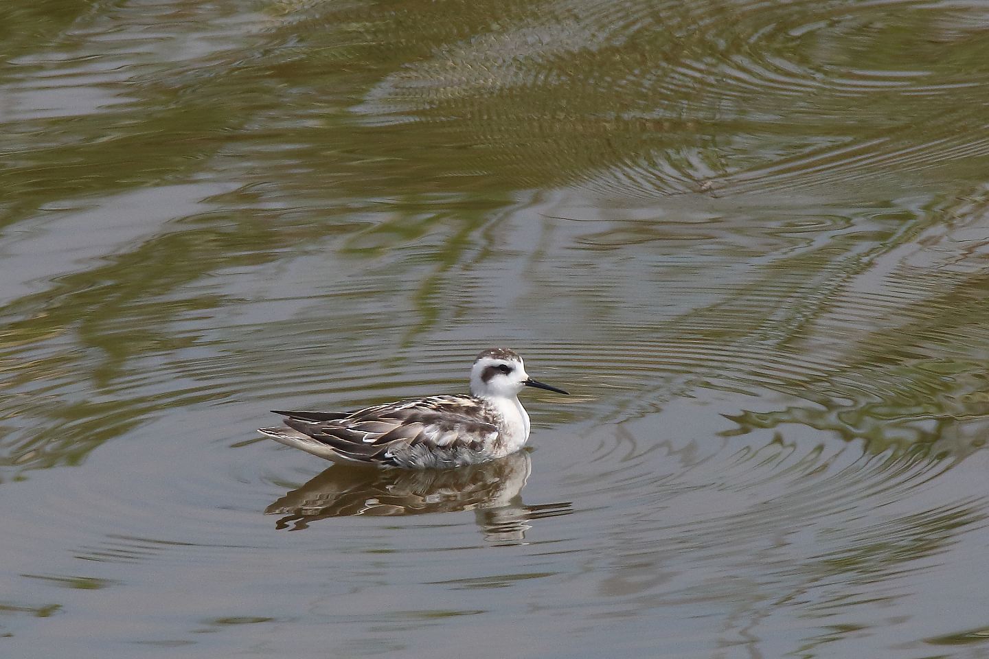 t_アカエリヒレアシシギ20190831_02_2