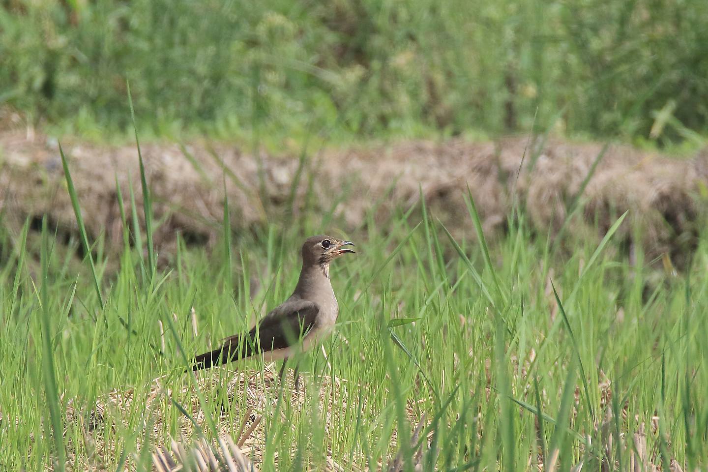t_ツバメチドリ20190901_01