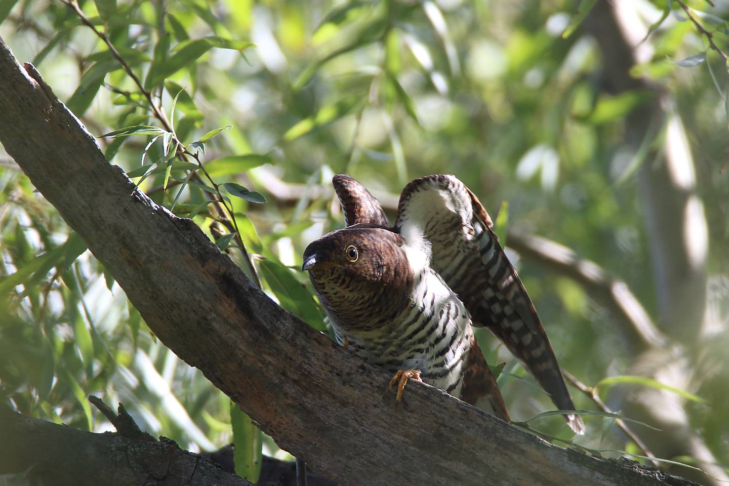 t_ツツドリ20190907_01