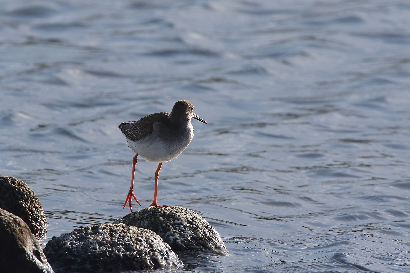 t_アカアシシギ20190923_01