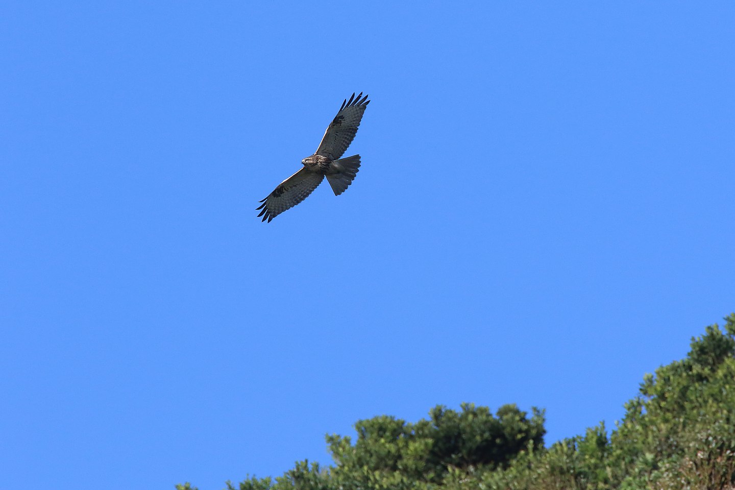 t_ノスリ20191005_03