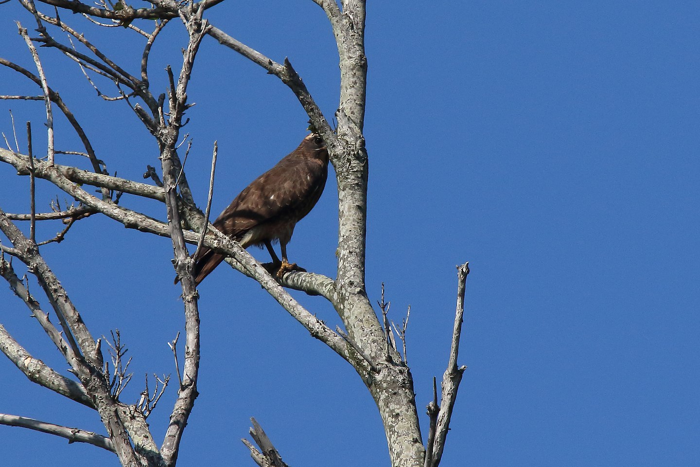 t_サシバ20191005_06