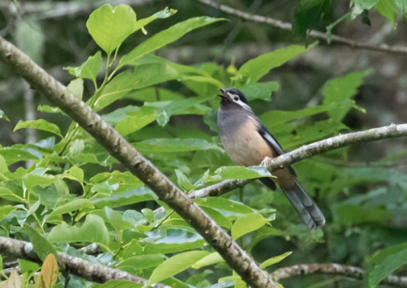 ミミジロチメドリ5