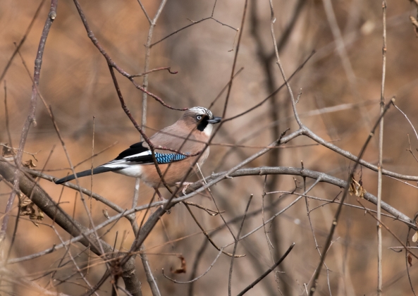 名称未設定-5434