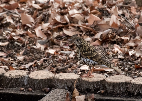 名称未設定-7071