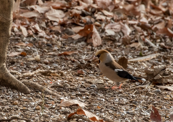 名称未設定-6908