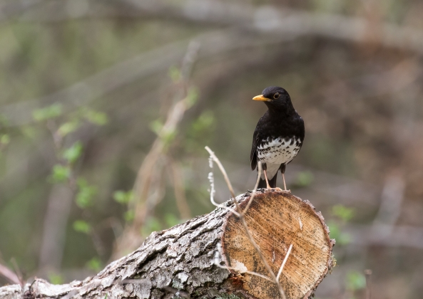 名称未設定-2822