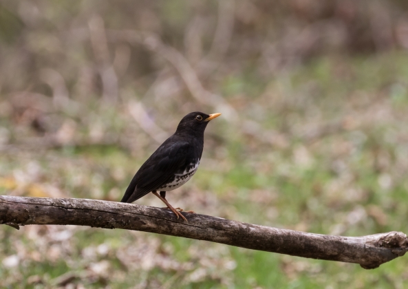 名称未設定-2834