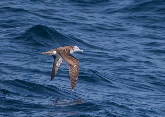 オオミズナギドリ1