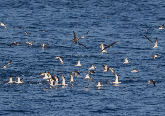 オオミズナギドリ9