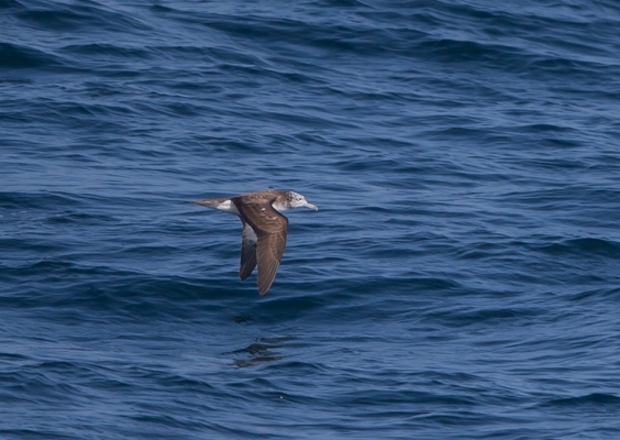 オオミズナギドリ7