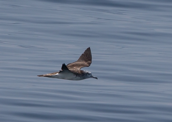 オオミズナギドリ30