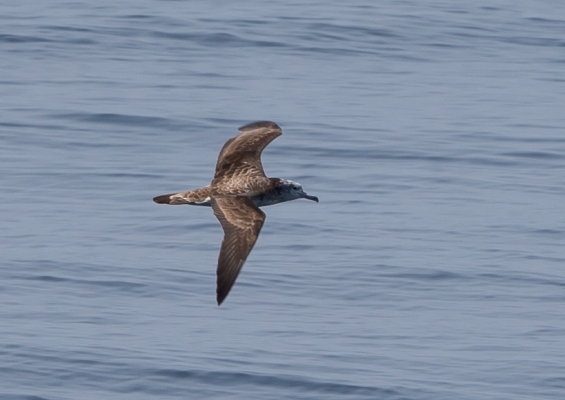 オオミズナギドリ31