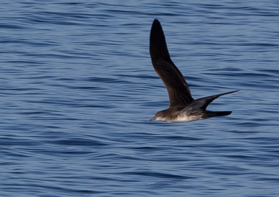 オナガミズナギドリ16 (2)