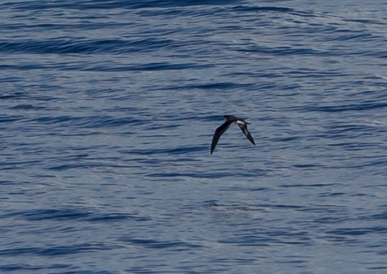 シロハラミズナギドリ5