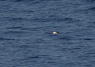 セグロミズナギドリ1