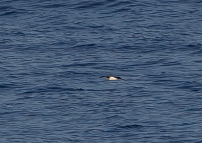 セグロミズナギドリ2