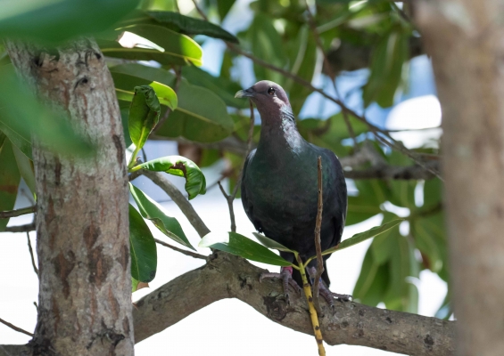 アカガシラカラスバト1