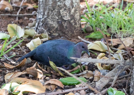 アカガシラカラスバト5