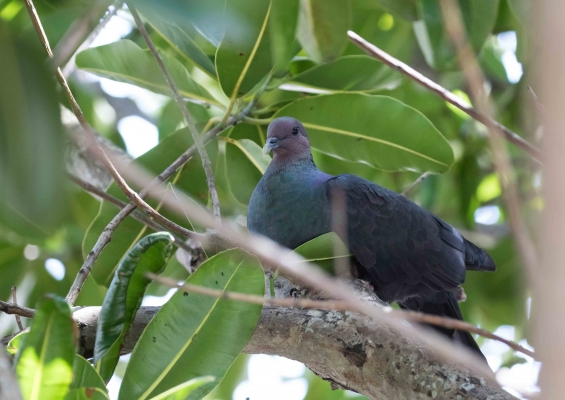 アカガシラカラスバト2