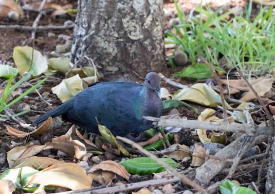 アカガシラカラスバト6