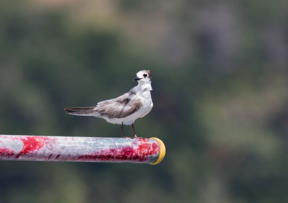 ハジロクロハラアジサシ3