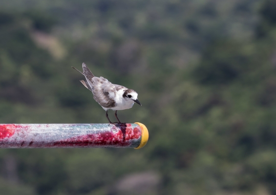 ハジロクロハラアジサシ6