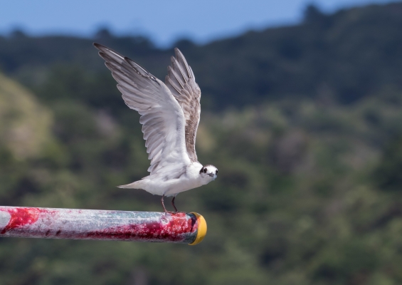 ハジロクロハラアジサシ8