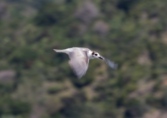 ハジロクロハラアジサシ11