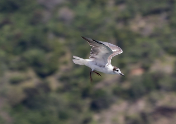 ハジロクロハラアジサシ12