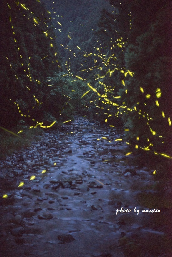 御代の川 ホタル (2)