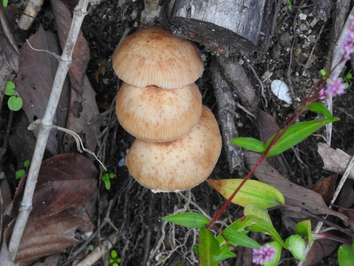 キノコ3兄弟 17.10.14