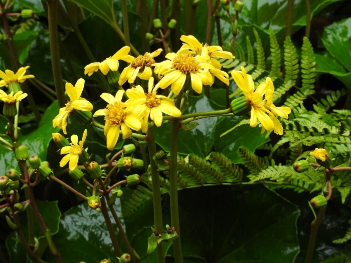 ツワブキ17.10.22 3