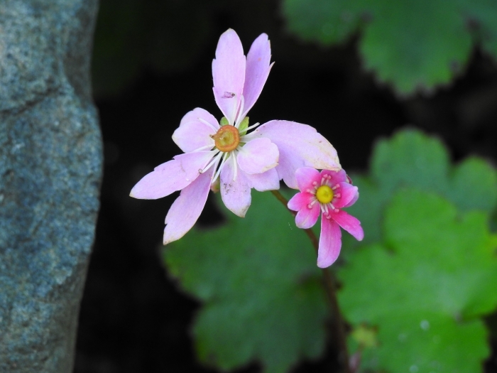 ダイモンジソウ八重?